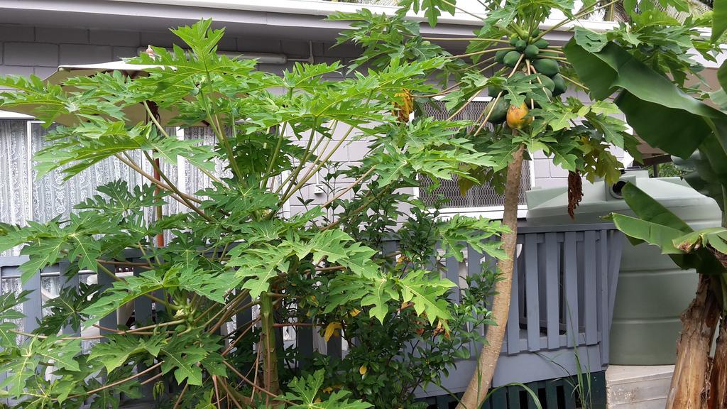 黎明住宿加早餐旅馆 努库阿洛法 外观 照片